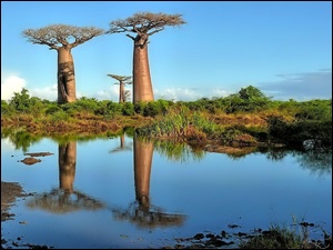 Odbicie, Drzewa, Sawanna, Baobaby, Woda