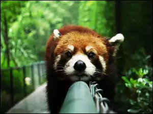 Rozmycie, Panda, Czerwona