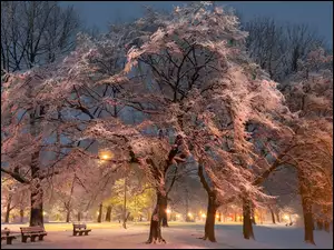 Oświetlony zaśnieżony park z ławkami o zmroku