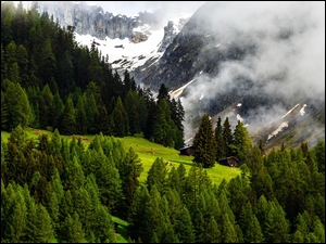 Zielone drzewa na wzgórzu w zamglonych Alpach w Szwajcarii