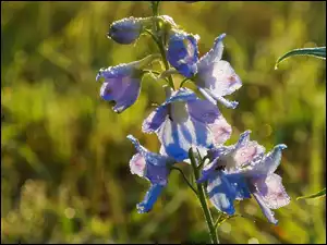 Rosa, Ostróżka ogrodowa, Kwiaty, Niebieskie, Krople