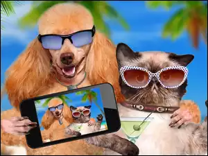 Pies z kotem w okularach robią sobie selfie telefonem