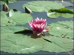 Lilia wodna, Przyroda, Kwiat