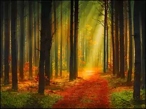 Przebijające Światło, Las, Ścieżka