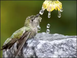 Krople wody spływające z kwiatka wprost do dziobka kolibra