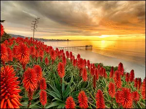 Aloes, Molo, Stany Zjednoczone, Zachód słońca, San Diego, Morze