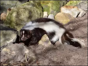 Skunks pośród kamieni