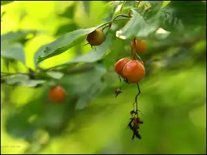 Krzew z czerwonymi owocami