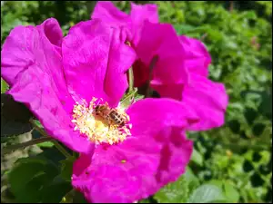 Pszczoła, Purpurowa, Róża