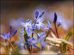 Niebieskie kwiaty śnieżniki na rozmytym tle
