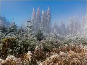 Zimowa mgła w lesie