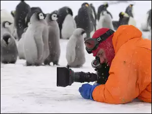 Pingwiny, aparat, fotograf, śnieg