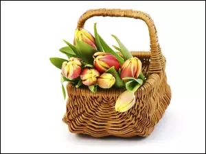 Tulipany, Koszyk