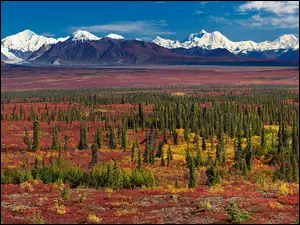 Góry, Alaska, Równina, Świerki
