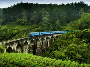 Pociąg elektryczny na moście pośród drzew w Sri Lance