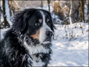 Berneński pies pasterski siedzi na sniegu
