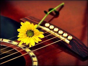 Gitara, Gerbera, Żółty, Kwiat
