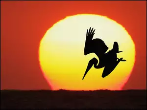 Pelikan, Słońce, Ptak, Zachód Słońca
