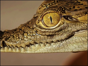 Oko, Krokodyl, Głowa