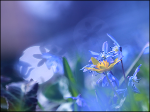 Niebieskie kwiaty cebulicy syberyjskiej na tle z jasnymi smugami