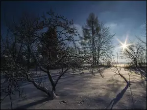 Drzewa zasypane śniegiem w zimowym słońcu