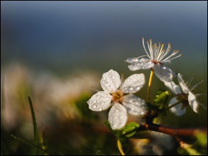 Krzew.
Nikon + Helios 44., Kwiat, Gałązka, Biały, Drzewko
