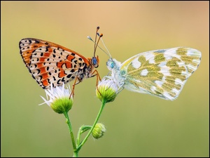 Dwa motyle na pąkach kwiatów