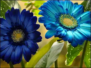 Gerbery, Kwiaty, Niebieskie