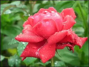 Przyroda, Czerwona, Kwiat, Róża