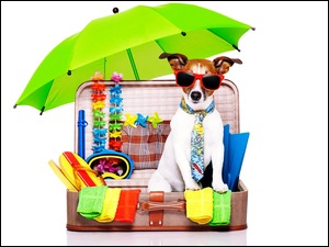 Pies rasy Jack russell terrier w okularach przeciwsłonecznych przygotowany na wakacje