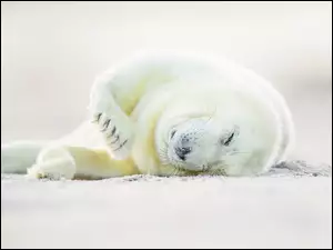 Biała foka wyleguje się na piasku