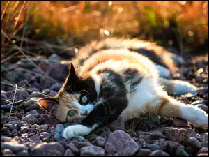Szylkretowy kot leży w słońcu na kamieniach