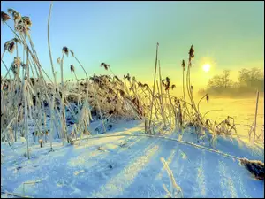 Oszronione uschnięte trawy na zimowym polu w blasku promieni słońca