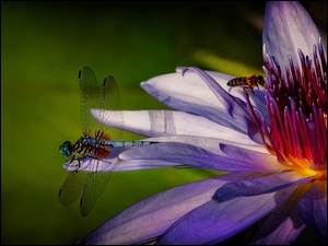 Lilia wodna, Bordowy Kwiat, Pszczoła, Ważka, Makro