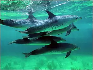 Delfiny, Ocean