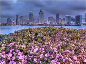Kwiaty, San Diego, Miasto