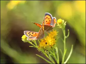 Motyle, Kwiaty, Czerwończyki, Owady