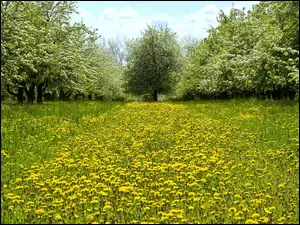 Wiosna, Park, Drzewa, Kwitnące, Mniszek