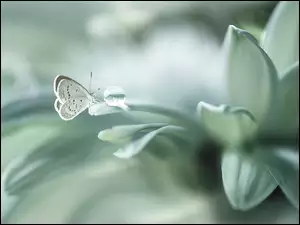 Motyl przegląda się w kropelce wody na płatku białego kwiatka