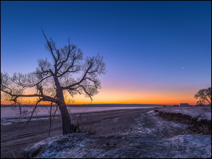 Bezlistne drzewo przy zimowej polnej drodze o zachodzie słońca