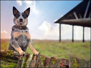 Australijski pasterski pies spoglądający zza ogrodzenia