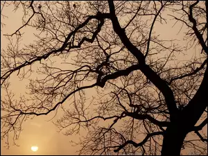 Wschód Słońca, Drzewo, Gałęzie