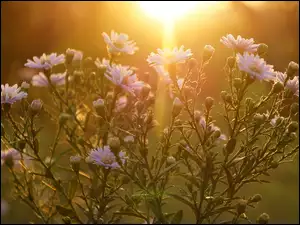 Promienie Słońca, Kwiaty, Astry