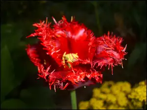 Tulipan, Postrzępiony, Kwiat, Czerwony