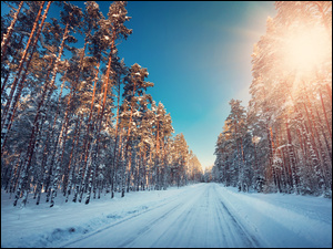 Droga prowadząca przez zimowy las w promieniach słońca