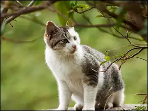 Gałąź, Kot, Drzewo