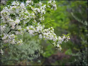 Gałązki wiosennego kwitnącego drzewa