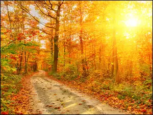 Jesień, Przebijające Światło, Las, Ścieżka