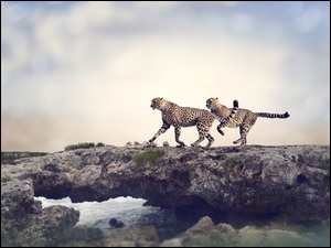 Dwa biegnące gepardy po skale nad wodą