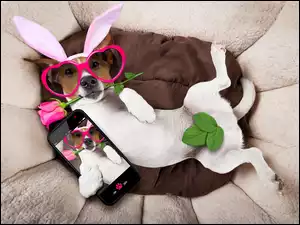 Pies w okularach i róża w pysku pozuje do selfie